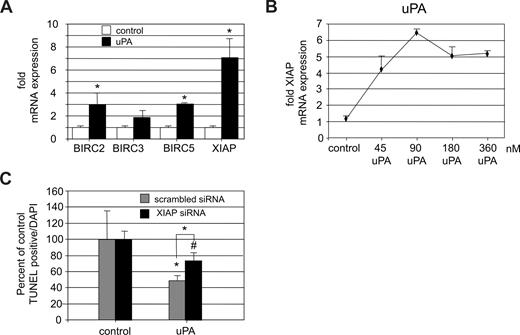 Figure 3. uPA induces up-regulation of XIAP. (A) Up-regulation of different IAP protein mRNAs in HUVECs on treatment with uPA (100 nM) for 6 hours presented as fold expression over unstimulated control. uPA induced a significant increase of IAPs, most prominently the XIAP (*P < .01; n = 4). (B) Dose-dependent effect of uPA (6 hours) on XIAP mRNA expression in HUVECs. Data represent fold increase over control (P < .01, ANOVA; n = 3). (C) Effect of down-regulation of XIAP by siRNA to approximately 35% of control levels on the effect of uPA on the percentage of apoptotic cells. In scrambled siRNA-treated endothelial cells, uPA reduced the percentage of apoptotic cells to approximately half, whereas in specific XIAP siRNA-treated cells, the effect of uPA was significantly smaller (∼ 25%) and not significantly different from control. XIAP down-regulation induced an increase in apoptosis by 2.9-fold compared with scrambled control in untreated endothelial cells (not shown; *P < .01, #P > .05; n = 3).