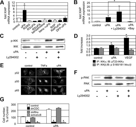 Figure 4. uPA-induced XIAP mRNA up-regulation is dependent on the NF-κB pathway. (A) XIAP mRNA up-regulation in HUMECs by uPA (100 nM) in the absence or presence of monoclonal antibodies inhibiting uPA-uPAR interaction (mAB R3, mAB R5; 10 μg/mL), benzamidine (100 μM), which inhibits uPA serine protease activity, or the LRP chaperone receptor-associated protein (200 nM), or by DFP-inactivated uPA (100 nM). uPA up-regulation of XIAP is dependent on uPAR, active uPA, and a member of the LDLR family (*P < .01; n = 4). (B) XIAP mRNA up-regulation in HUMECs by uPA (100 nM) in the absence or presence of the specific PI3 kinase inhibitor Ly294002 (10 μM) or the specific IKK inhibitor BAY11-7085 (5 μM). uPA-induced XIAP up-regulation is Ly294002 independent but BAY11-7085 dependent (*P < .01; n = 3). (C) Effect of uPA (100 nM) on phosphorylation of IKK in HUMECs in the absence or presence of the specific PI3 kinase inhibitor Ly294002 (10 μM). Phosphorylation of IKK by uPA is Ly294002 independent (one representative Western blot is shown; n = 3). (D) Quantification of phospho-IKKs in immunoprecipitates obtained with mAbs against IKKα or IKKβ from HUVECs stimulated with uPA (100 nM) or VEGF165 (1.25 nM). uPA as well as VEGF165 induces phosphorylation of IKKα but not of IKKβ (P < .01; n = 3). (E) Demonstration of the nuclear translocation of NF-κB subunits in endothelial cells induced by either 100 nM uPA or 10 nM TNF-α. Confocal laser micrographs are shown for endothelial cells stimulated by vehicle control or TNF-α, or uPA for 60 minutes. One representative picture of 3 independent experiments is shown. Bar represents 10 μm. (F) Pak1 phosphorylation in HUMECs on uPA (100 nM) treatment in the absence or presence of the specific PI3 kinase inhibitor Ly294002 (10 μM). Phosphorylation of Pak1 by uPA is Ly294002 independent (one representative Western blot is shown; n = 3). (G) Number or recovered HUMECs 72 hours after seeding in percentage of control. HUMECs were either untreated (left panel) or treated with uPA (100 nM; right panel). HUMECs were transfected with either empty vector (control) or a retrovirus carrying dnCdc42 or dnRho GTPase or an adenovirus carrying IκB (*P < .01 vs respective control; n = 3).