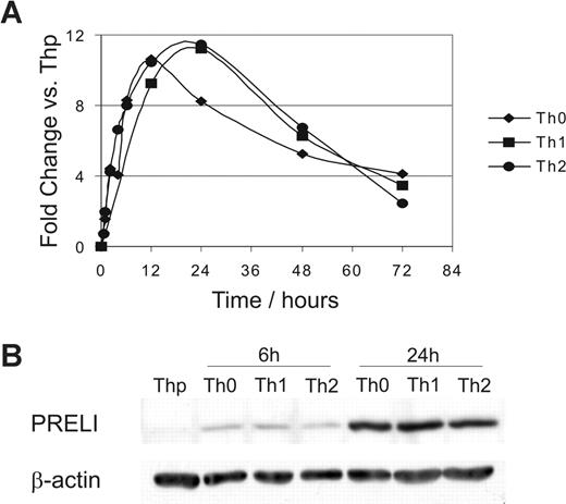 Figure 1. PRELI is up-regulated in response to activation in human primary T helper cells at the mRNA and protein level. (A) Expression of PRELI mRNA. Naive CD4+ cells were activated and cultured in the absence (Th0) or presence of IL-12 (Th1) or IL-4 (Th2). The figure represents the fold change of PRELI expression in Th0, Th1, and Th2 cells versus nonactivated (Thp) cells (Affymetrix probe set (224232_s_at). Representative data from 3 independent experiments. (B) Expression of PRELI at protein level. Naive CD4+ cells were cultured as in panel A for 6 and 24 hours. Samples from 5 donors (neonates) were pooled.