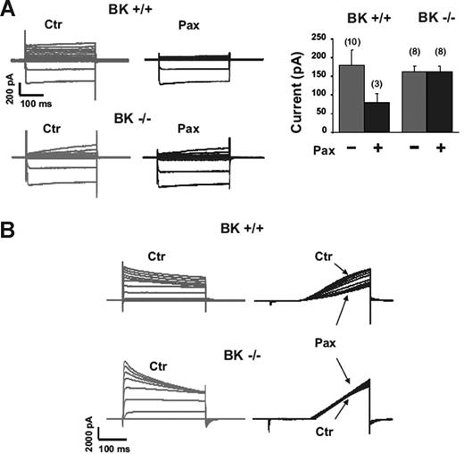 Figure 3. Paxilline-sensitive outward currents in BMDMs from BK+/+ mice, but not from BK−/− mice. (A) Group A cells. (B) Group B cells. Bars (mean ± SD) represent the mean current amplitudes measured at 140 mV (A). The number of cells is given in parentheses.