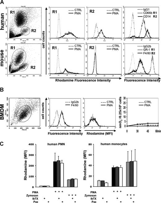 Figure 4. NADPH oxidase activity in stimulated human and murine phagocytes in the absence and presence of BK channel inhibitors. (A) Respiratory burst by rhodamine generation in PMNs and monocytes assayed in either human or mouse whole blood by flow cytometry. Whole blood (100 μL) was loaded with DHR after red blood cell lysis. Generation of rhodamine was measured in FL-1 channel (rhodamine fluorescence intensity). To ensure that the gated cells were specifically either PMNs or monocytes, staining with the indicated antibodies and controls was performed. One of 2 independent experiments is shown. (B) Respiratory burst in BMDMs. BMDMs were differentiated from WT bone marrow. Cells stained positive for the macrophage marker F4/80, but not for the isotype control antibody. PMA stimulation did not evoke generation of reactive oxygen species, as measured either by rhodamine generation (second panel from right) or ferricytochrome c reduction (right panel). A representative of 3 independent experiments is shown. (C) Effect of IbTX and paxilline on rhodamine production of human PMNs and monocytes assayed in whole blood by flow cytometry. A total of 100 μL of whole blood was loaded with DHR after red blood cell lysis. Samples were preincubated with IbTX and paxilline, respectively. After 10 minutes, cells were stimulated with either PMA or opsonized zymosan. Generation of rhodamine was measured in FL-1 channel and is reported as rhodamine mean fluorescence intensity (MFI). Neither IbTX nor paxilline inhibited rhodamine production in human PMNs and monocytes (n = 2).