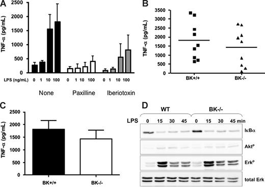 Figure 5. Contribution of BK channels to TNF-α release and signaling from LPS-stimulated BMDM. (A) BK+/+ BMDMs were stimulated with indicated concentrations of LPS resulting in a dose-dependent TNF-α release. TNF-α release was inhibited by paxilline and IbTX in a dose-dependent fashion. Bars (mean ± SD from 3 experiments). (B,C) LPS stimulation (10 ng/mL) triggered similar TNF-α release in BK+/+ and BK−/− BMDMs as shown by individual results (B) and mean plus or minus SD (C) from 9 experiments. (D) IκB-α degradation, Akt phosphorylation, and ERK phosphorylation were similar in BK+/+ and BK−/− BMDMs, as assayed by immunoblots.
