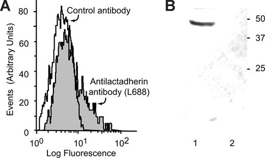 Figure 2. Lactadherin is present in circulating platelet-derived microvesicles in normal human plasma. (A) Microvesicles, isolated from normal human plasma by centrifugation, were incubated with PE-labeled anti-CD42b (2.5 μg/mL) and FITC-antilactadherin antibody L688 (5 μg/mL) or an FITC-labeled irrelevant control antibody. The CD42b-expressing particles were gated and analyzed for FITC fluorescence. (B) Immunoblot of microvesicle-associated lactadherin. Protein A + G agarose beads (100 μL) were incubated overnight at 4°C with 100 μg rabbit polyclonal anti-IIb/IIIa antibody or an irrelevant rabbit control antibody. The beads were washed and incubated with 5 mL platelet-poor plasma and washed. Bound proteins were eluted in 50 μL 1% SDS, subjected to SDS-PAGE, transferred to PVDF membrane, and probed with the monoclonal antibody to lactadherin L68829 and developed by a peroxidase-labeled goat anti–mouse antibody (1/2000 dilution) and chloronaphthol (0.3 mg/mL) and H2O2 (0.03%). (Lane 1) Anti-IIb/IIIa anti-body and (lane 2) irrelevant control antibody. (Lane 1) Immunoprecipitation with anti-IIb/IIIa and (lane 2) irrelevant control antibody.