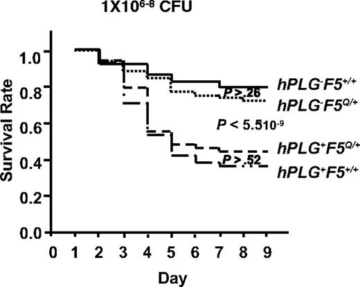 Figure 7. FV Leiden mice inoculated with GAS strain UMAA2616. Data were pooled from 11 independent experiments with UMAA2616 doses ranging from 106 to 108 CFU. The total number of mice in each group are 68 hPLG−F5+/+, 74 hPLG+F5+/+, 61 hPLG−F5Q/+, and 57 hPLG+F5Q/+. P values for survival difference are indicated. Among the P values indicated are difference between hPLG−F5+/+ and hPLG−F5Q/+ (P > .26), difference between combined hPLG− (hPLG−F5+/+ and hPLG−F5Q/+) and combined hPLG+ (hPLG+F5+/+ and hPLG+F5Q/+) (P < 5.5 × 10−9), and difference between hPLG+F5Q/+ and hPLG+F5+/+ (P > .52).
