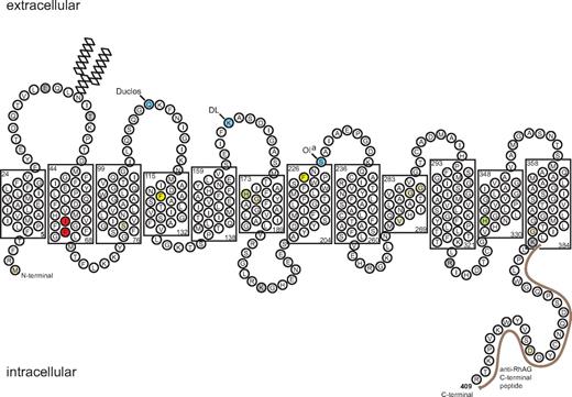 Figure 2. Schematic model of RhAG. The 2-D model shows the RhAG protein with transmembrane spans as predicted by the alignment of RhAG with NeRh50.9 The layout emphasizes the close proximity of the 2 residues associated with OHSt, Ile61 and Phe65, found in span 2 and highlighted in red. The phenylalanines that form the putative phe-gate (Phe120 and Phe225) are highlighted in yellow. The 2 highly conserved His residues (His175 and His334) are highlighted in green. Beige infill denotes residues mutated in Rhnull syndrome. Frame shift and splice site mutations have also been reported in Rhnull (reviewed in Bruce23; data not shown). Blue infill denotes blood group sites that have been assigned to RhAG very recently.24 Gray infill denotes sites susceptible to proteolytic cleavage.25 The C-terminal peptide, used in preparation of the anti-RhAG antibody, is marked by a brown line.