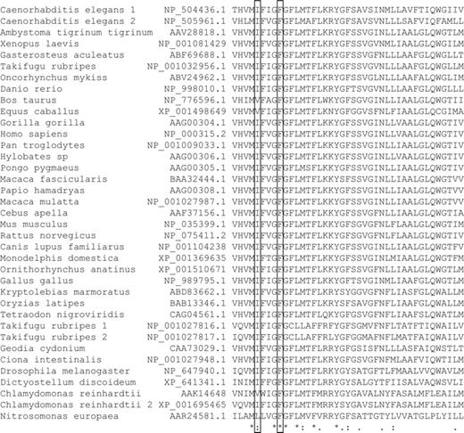 Figure 3. Multiple DNA sequence alignment of RhAG proteins. A total of 37 RhAG and RhAG-like protein sequences were aligned using EMBL-EBI CLUSTALW (EMBL-EBI, Cambridge, United Kingdom) from sequences identified using the National Center for Biotechnology Information (NCBI, Bethesda, MD) Human Genome Resources and BLASTP. The species' name, protein number, and a portion of the sequence are shown (amino acids 59-102 of the human sequence). Amino acids 61 and 65 (of the human sequence) are boxed, showing that Ile61 is conserved and Phe65 is identical across all 37 sequences. This figure shows only a fragment of the RhAG protein sequence; a complete alignment of 111 Rh sequences can be found in the supporting information of Huang and Peng.26