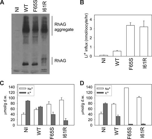 Figure 4. Cation leak in X laevis oocytes expressing wild-type or mutant RhAG. (A) RhAG expression levels in X laevis oocytes were assessed by immunoblotting using an antibody to C-terminal RhAG. A proportion of aggregate was detected, as indicated. (B) Li+ uptake (as a surrogate for Na+) was measured 2 days after injection. The result is a representative experiment of 4 repeats. Data are means of 7 oocytes plus or minus SEM. (C) Intracellular sodium and potassium ion concentrations were measured 2 days after injection. Data, expressed in micromolar per gram of dry weight (μmol/g d.w.), are the mean values for 3 separate experiments plus or minus SEM. (D) Intracellular sodium and potassium ion concentrations were measured 3 days after injection. Data, expressed in micromolar per gram of dry weight, are the means of triplicate measurements for each condition plus or minus SEM. The result is a continuation of one of the experiments shown in panel C.