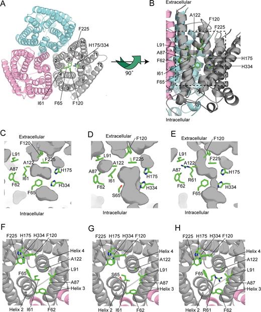 Figure 5. Homology model of RhAG. (A) Structural model of the RhAG trimeric complex looking from the outside of the cell. The helices 2 through 12 are displayed as Cα ribbon and are numbered for one RhAG monomer. The twin-histidine motif (His175 and His334), the phe-gate (Phe120 and Phe225), and residues mutated in OHSt patients (Ile61 and Phe65) are labeled. (B) Side view of the channel in one monomer of wild-type RhAG. Helices 3, 4, and 5 of the gray monomer have been removed to show the putative conductance pathway. In addition to the residues labeled in panel A, side-chains of residues that contribute to the hydrophobic environment of the Ile61 side-chain are marked. The dashed box indicates the area displayed in panels C through E. (C) Close-up view of the central pore in one monomer of wild-type RhAG. A cross-section of the central pore of one monomer of wild-type RhAG is shown. The protein surface is colored gray, with darker areas representing either solvent accessible surface or cavities within the protein. Side-chains of key residues are shown and labeled as in panel B. (D) Close-up view of the central pore in one monomer of Ser65 RhAG. A cross-section of the central pore of one monomer of Ser65 RhAG is shown and labeled as in panel B. The replacement of Phe65 with Ser65 is predicted to open the pore structure to a minimum width of about 3.6 Å between the cytoplasm and the phe-gate. This is sufficiently wide to allow hydrated Na+ (3.58 Å), K+ (3.31 Å), and NH4 (3.31 Å) ions to pass.27 (E) Close-up view of the central pore in one monomer of Arg61 RhAG. A cross-section of the central pore of one monomer of Arg61 RhAG is shown and labeled as in panel B. The replacement of Ile61 with Arg61 is predicted to open the pore structure to a minimum width of about 1.5 Å between the cytoplasm and the phe-gate. However, the incorporation of the positively charged guanidinium group from the arginine into a hydrophobic region may lead to more pronounced structural changes than those observed in our model. (F) The central pore of one monomer of wild-type RhAG looking from the outside of the cell. The wild-type model is viewed looking down through the central pore. The model is colored and labeled as in panel B. (G) The central pore of one monomer of Ser65 RhAG looking from the outside of the cell. The Ser65 model is viewed looking down through the central pore. Replacement of Phe65 with Ser65 opens up the pore structure beyond the phe-gate. The model is colored and labeled as in panel B. (H) The central pore of one monomer of Arg61 RhAG looking from the outside of the cell. The Arg61 model is displayed showing the hydrophobic environment of the Arg61 side-chain and its relationship to the central pore. The model is colored and labeled as in panel B.