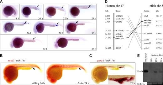Figure 1. Erythroid- and developmental stage-specific expression of an evolutionarily conserved miR-144 gene. (A) WISH was performed at the indicated stages. The expression of miR-144 is first detected in the ICM of 20 hpf embryos and became undetectable at 36 hpf (arrows). Embryos are lateral views with the head to the left. (B) Two-color WISH analysis of miR-144 (black) and myo D (red) in the clochem39 mutant and wild-type sibling embryo at 24 hpf. The miR-144 expression is undetectable in the cloche mutant (right panel, arrow). (C) Colocalization of miR-144 (black) and gata-1 (red) at 26 hpf. (Inset) The amplified view of the ICM. (D) The miR-144 and miR-451 genes reside within a region of zebrafish chromosome 5 that is syntenic with the human miR-144 and miR-451 locus. (Left) Eight genes, including miR-144 and miR-451, are located within a genomic region on human chromosome 17, according to the latest version of the human genome draft.53 (Right) Eight zebrafish homologs of these genes are listed according to their map positions on chromosome 5 (Ensembl).54 (E) Northern blot analysis of mature miR-144 expression at 18, 24, and 30 hpf. miR-144 duplex and 5S RNA were used as positive and loading control, respectively.