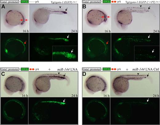 Figure 2. miR-144 is functionally active in vivo. (A,B) Expression of EGFP mRNAs and EGFP fluorescence in 16 and 24 hpf F1 embryos derived from Tg(zgata-1:EGFP) transgenic line 1 (A) or Tg(zgata-1:EGFP-2× PT) transgenic line 2 (B). Both EGFP mRNAs and green fluorescence expressed normally in the P-LPM of 16 hpf but became undetectable in the ICM of 24 hpf embryos from Tg(zgata-1:EGFP-2× PT) transgenic line. (Insets) Amplified views of fluorescent ICM. Arrowhead indicates nonspecific EGFP expression in the dorsal neurons. (C,D) Rescue of both EGFP mRNAs and protein fluorescence by microinjection of miR-144 LNA (C), but not its 5-bp mismatch control (D), into 1 cell–stage F1 embryos from Tg(zgata-1:EGFP-2× PT) transgenic line 2.