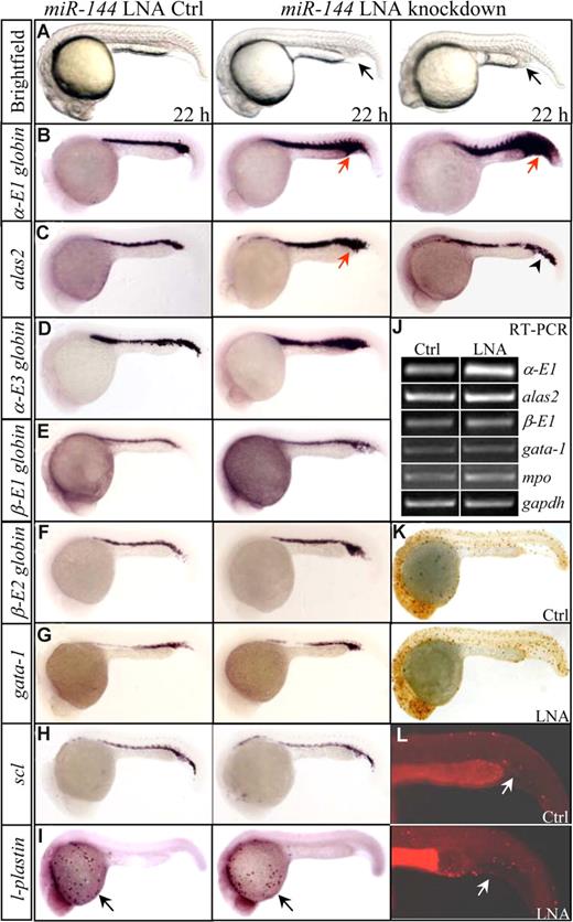 Figure 3. miR-144 selectively inhibits embryonic α-E1 globin expression. (A) Morphology of 22 hpf embryos injected with either miR-144 LNA control (left) or miR-144 LNA oligonucleotides (middle, right). (B) WISH assays for α-E1 globin. A significant increase of α-E1 globin mRNAs was observed in the miR-144 knockdown embryos (middle, arrows), with approximately 8% of miR-144 knockdown embryos showing massive induction (right, arrow). (C,D) WISH assays for alas2 (C) and α-E3 globin (D). A slight increase (alas2 and α-E3) and an ectopic expression (alas2, right panel, arrowhead) were noted. (E-I) WISH assays for β-E1 hemoglobin (E), β-E2 hemoglobin (F), gata-1 (G), scl (H), and l-plastin (I, arrows). No obvious changes were detected. (J) Representative results of genes analyzed by semiquantitative, single-embryo RT-PCR in miR-144 LNA and control-injected embryos (n = 3). (K) Whole-mount immunohistochemistry staining for mitotic phosphorylated histone 3 (pH3). Brown dots indicate cells undergoing mitosis. (L) Apoptotic assay. Arrows indicate red dots and TUNEL-positive cells.