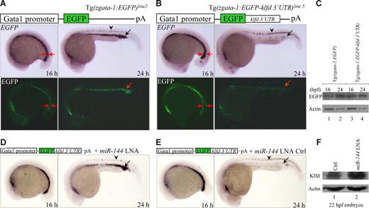 Figure 4. miR-144 targets klfd in physiologic context. (A,B) Expression of EGFP mRNAs and EGFP fluorescence in 16 and 24 hpf F2 embryos derived from either Tg(zgata-1:EGFP) transgenic line 2 (A) or Tg(zgata-1:EGFP-klfd 3′-UTR) transgenic line 5 (B). Arrowheads indicate nonspecific expression of EGFP mRNAs in the dorsal neurons. (C) Western blot analyses of EGFP protein in 16 and 24 hpf embryos from either Tg(zgata-1:EGFP) transgenic line 2 or Tg(zgata-1:EGFP-klfd 3′-UTR) transgenic line 5. (D,E) Rescue of EGFP mRNAs by microinjection of either miR-144 or control LNA into 1 cell–stage F2 embryos from Tg(zgata-1:EGFP-klfd 3′-UTR) transgenic line 5. (F) Western blot analysis of endogenous Klfd protein levels in miR-144-deficient embryos at 22 hpf.