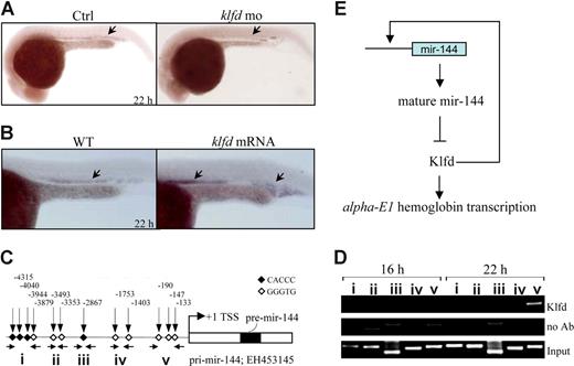 Figure 6. Klfd binds to miR-144 promoter to activate its transcription. (A,B) Markedly decreased expression of miR-144 in Klfd-deficient 22 hpf embryos (panel A arrows), whereas increased expression of miR-144 was observed in 22 hpf embryos injected with 20 pg of capped klfd mRNAs (panel B arrows). (C) Schematic representation of 5.0-kb miR-144 promoter upstream of the transcriptional start sites (+1). The positions of CACCC boxes were indicated by the vertical arrows and Arabic numbers. Horizontal arrows indicate the primers located to the promoter regions (I-V). EH453145 is the GenBank accession number of cDNA encoding zebrafish miR-144/miR-451 precursor sequence. (D) The Klfd selectively interacts with the proximal CACCC boxes (region V) of miR-144 promoter. The Klfd only binds to the proximal miR-144 promoter at 22 hpf but not at 16 hpf. (E) A proposed model of miR-144--Klfd-mediated trans-acting mechanism in the regulation of embryonic α-E1 globin.