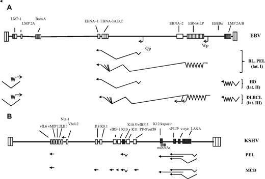 Figure 7. A diagram of the genomes of EBV and KSHV/HHV8 and their expression pattern in EBV- and KSHV-associated AIDS lymphoma. (A) The EBV genome is shown in the same orientation as the KSHV genome. The terminal repeats of the 2 viral genomes are indicated by a pair of taller boxes at the end of the long unique coding region. EBV adopts its most restricted pattern of gene expression (latency pattern I) in BL and PEL cells; this involves expression of EBNA-1 from the Qp promoter, of the untranslated EBERs, and probably of a group of transcripts from the Bam A region. In some BL tumors, the use of an alternative latent EBV promoter, Wp, leads to the expression of EBNA-3A,B,C in the absence of EBNA-2 and LMP-1, resulting a significant protection against apoptosis of c-myc–expressing cells.79 In HL, EBV adopts latency pattern II, which involves expression of EBNA-1, the EBERs, and the 2 latent membrane proteins, LMP-1 and LMP-2A. LMP-2A is translated from a transcript that spans the terminal repeats in the circular viral episome found during latency. In DLBCL, EBV latency pattern III includes the expression of EBNA-2, EBNA-LP, EBNA-3A,B,C from the latent Wp promoter, as shown. Details on the function of EBNA-2, EBNA-LP, and EBNA-3A,B,C can be found in a recent review.61 (B) KSHV/HHV8 genome and viral genes expressed in PEL or MCD. The latent KSHV genes LANA, v-cyc, vFLIP, K12/kaposin, and vIRF-3/K10.5/LANA-2 are shown as black stippled boxes; the position of the KSHV miRNAs is indicated by vertical lines. These genes are expressed in the majority of tumor cells in vivo and in PEL cell lines. Viral genes expressed in only a subpopulation of PEL or MCD cells (eg, vIL6) are cross-hatched, and those expressed only during the later stages of the productive (lytic) viral replication cycle are stippled. The viral gene expression pattern in PEL is more restricted than in MCD. Whereas LANA, vcyc/vFLIP, the miRNAs, and vIRF-3/K10.5/LANA-2 are expressed in most, vIL6 is expressed only in a small proportion of lymphoma cells. Other lytic genes are only rarely expressed and are therefore not shown in this diagram for PEL. In MCD, several lytic KSHV genes are expressed in a few cells, suggesting noticeable productive viral replication in this condition.