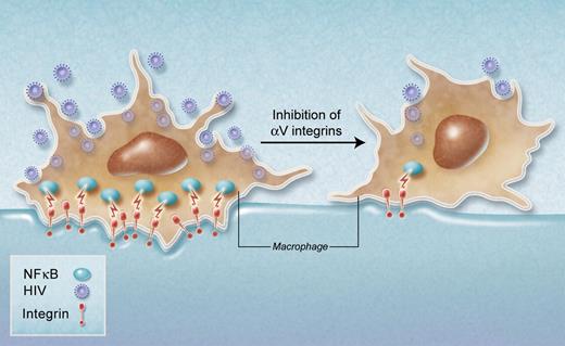 A macrophage is attached to the extracellular matrix through αV integrins. The engaged integrins activate transcriptional factor NF-κB, facilitating HIV production. Inhibition of these integrins leads to cell detachment and decrease in NF-κB activation, resulting in lower HIV replication. Professional illustration by A. Y. Chen