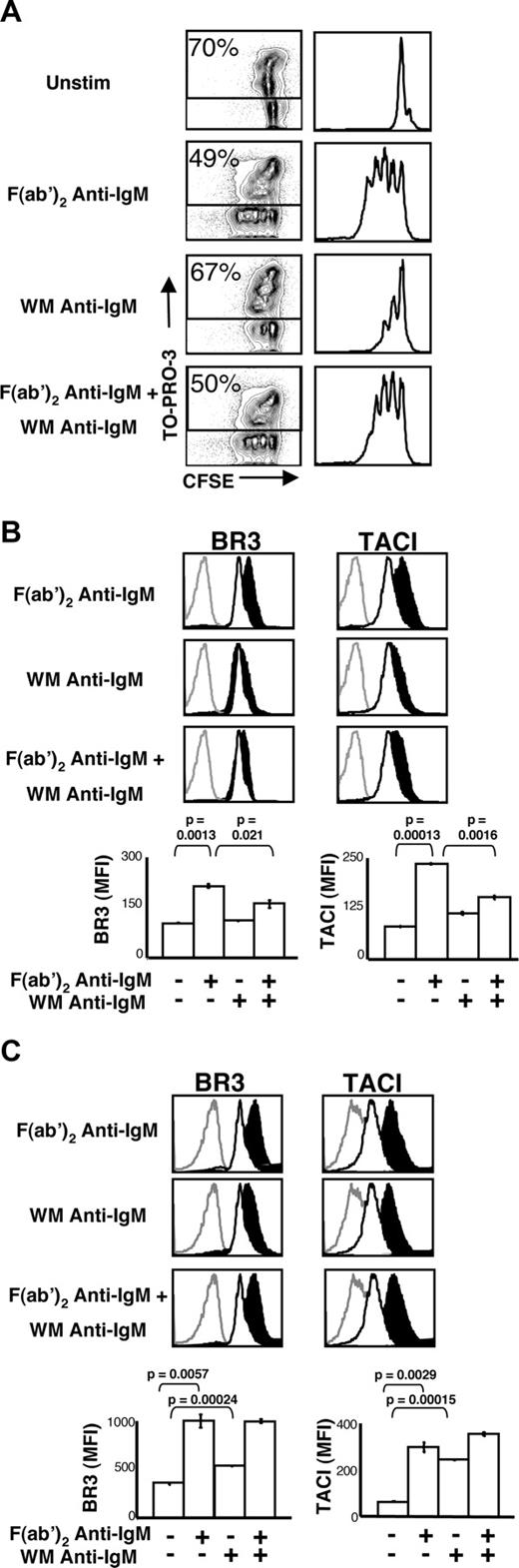 Figure 1. Coligation of BCR and FcγRIIB does not increase BLyS receptor expression and attenuates BCR-induced effects. (A) Proliferation and death profiles of BALB/c CD23+ B cells 72 hours after stimulation. B cells were loaded with CFSE and cultured with indicated stimuli (concentrations of stimuli are indicated in “B-cell subset isolation, culture, and stimulation”). One minute before analysis, TO-PRO-3 was added as a vital dye. CFSE profiles of live (TO-PRO-3−) cells are shown at right. (B) CD23+ B cells were cultured with the indicated stimuli. After 24 hours, the cells were harvested and analyzed by flow cytometry for BR3 and TACI expression (BCMA expression was negligible) on live cells. Gray histograms indicate isotype control; unfilled histograms, unstimulated cell expression levels; filled black histograms, expression by stimulated cells. Median fluorescence intensities (MFI) of these populations are shown in bar graphs at bottom. (C) CD23+ B cells were cultured with the indicated stimuli. After 36 hours, the cells were harvested and analyzed by flow cytometry for BR3 and TACI expression (BCMA expression was negligible) on live cells. Gray histograms indicate isotype control staining; unfilled histograms, unstimulated cell expression levels; filled black histograms, stimulated cell expression levels. Populations' median fluorescence intensities (MFI) are shown in bar graphs at bottom. Plots are representative of at least 3 experiments; in all cases, n equals 3 or more. Significance levels are indicated by P values.