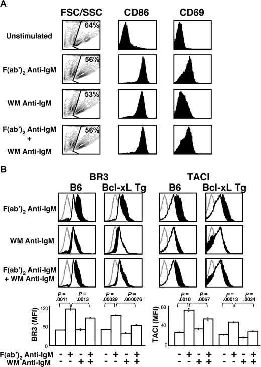 Figure 2. B cells stimulated with F(ab′)2 or WM anti-IgM show similar levels of activation and lack of BLyS receptor up-regulation is not because of increased cell death. (A) CD23+ B cells were cultured with the indicated stimuli (concentrations of stimuli are indicated in “B-cell subset isolation, culture, and stimulation”). After 24 hours, B cells were harvested and analyzed by FACS for forward side scatter/side scatter (FSC/SSC), CD86, and CD69 expression on live cells. Blasting profiles (far left column) have FSC displayed on the x-axis and SSC displayed on the y-axis. Live cells were gated and the percentage of live cells shown. Histograms of CD86 and CD69 expression on live cells are shown in the middle and right columns. (B) CD23+ B cells from Bcl-xL transgenic or control C57BL/6 mice were cultured with the indicated stimuli. After 24 hours, the cells were harvested and analyzed by FACS for BR3 and TACI expression on live cells. Gray histograms indicate isotype control; unfilled white histograms, levels expressed by unstimulated; filled black histograms, levels expressed by stimulated cells. Median fluorescence intensities (MFI) of respective cell populations are shown in bar graphs at bottom. Plots are representative of 3 independent experiments; in all cases, n equals 3 or more. Significance levels are indicated by P values.