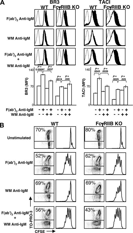 Figure 3. FcγRIIB cross-linking is required for the attenuation of BLyS receptor expression. (A) CD23+ B cells from FcγRIIB knockout (KO) or BALB/c wild-type (WT) mice were cultured with the indicated stimuli (concentrations of stimuli are indicated in “B-cell subset isolation, culture, and stimulation”). After 24 hours, the cells were harvested and analyzed by FACS for BR3 and TACI expression. Gray histograms indicate isotype controls; unfilled white histograms, expression by unstimulated cells; filled black histograms, expression by stimulated cells. Median fluorescence intensities (MFI) of respective populations are shown in bar graphs at bottom. Plots are representative of at least 3 experiments; in all cases, n equals 3 or more. Significance levels are indicated by P values. (B) Proliferation and death profiles of CD23+ B cells from FcγRIIB KO or WT mice 72 hours after stimulation. B cells were loaded with CFSE and cultured with indicated stimuli as in Figure 1. At 1 minute before analysis, TO-PRO-3 was added as a vital dye. CFSE profiles of live (TO-PRO-3−) cells are shown at right. Plots are representative of at least 3 independent experiments.