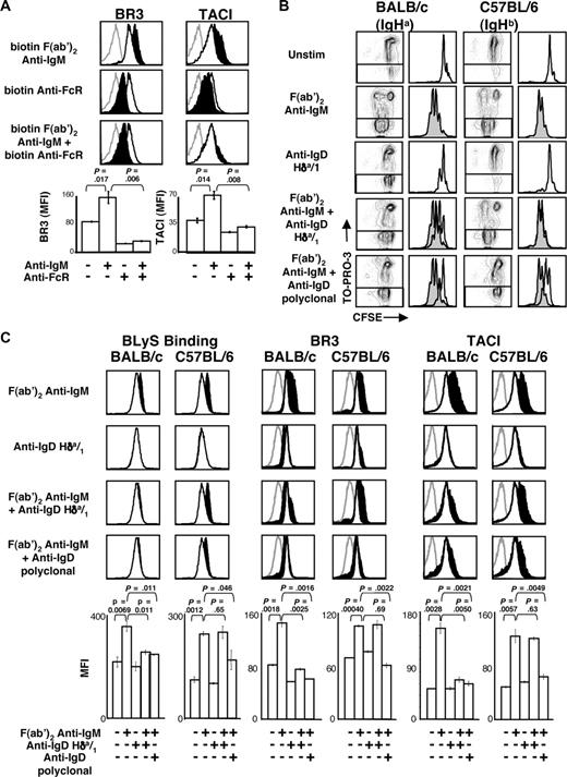Figure 4. BCR and FcγRIIB coaggregation are required for the attenuation of BLyS receptor expression. (A) CD23+ B cells were cultured with biotinylated anti-IgM, biotinylated anti-FcγRIIB, or both, and cross-linked with avidin as described in “B-cell subset isolation, culture, and stimulation.” After 24 hours, the cells were harvested and analyzed by FACS for BR3 and TACI expression on live cells. Fluorescence histograms are shown at the top, and MFIs are shown in bar graphs at the bottom. (B) CD23+ B cells from BALB/c or C57BL/6 mice were cultured with the indicated stimuli. Proliferation and death profiles of CD23+ B cells from BALB/c or C57BL/6 mice are shown at 72 hours after stimulation. B cells were loaded with CFSE and cultured with indicated stimuli. One minute before analysis, TO-PRO-3 was added as a vital dye. CFSE profiles of live (TO-PRO-3−) cells are shown at right and F(ab′)2 anti-IgM histograms shaded and overlaid to highlight effects of anti-IgD reagents. (C) CD23+ B cells from BALB/c or C57BL/6 mice were analyzed by FACS for BLyS binding or anti-BLyS receptor staining on live cells at 24 hours after stimulation. Gray histograms indicate isotype control staining; unfilled histograms, unstimulated cell levels; filled black histograms, stimulated cell levels. Median fluorescence intensities (MFI) of populations are shown in bar graphs at the bottom. Plots are representative of at least 3 experiments; in all cases, n equals 3 or more. Significance levels are indicated by P values.