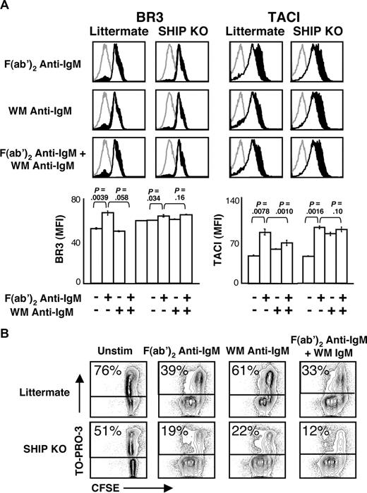 Figure 5. SHIP activation is required for attenuation of BLyS receptor expression. (A) CD23+ B cells from SHIP KO or littermate control mice were cultured with the indicated stimuli (concentrations of stimuli are indicated in “B-cell subset isolation, culture, and stimulation”). Cells were analyzed by FACS for BLyS receptor expression on live cells at 24 hours after stimulation. Histograms are shown at the top. Gray histograms indicate isotype control; unfilled histograms, unstimulated cell levels; filled black histograms, stimulated cell levels. Median fluorescence intensities (MFI) of populations are shown in bar graphs at bottom. Plots are representative of 2 independent experiments; in all cases, n equals 3 or more. Significance levels are indicated by P values. (B) Proliferation and death profiles of CD23+ B cells from SHIP KO or littermate control mice 72 hours after stimulation. B cells were loaded with CFSE and cultured with indicated stimuli. One minute before FACS analysis, TO-PRO-3 was added as a vital dye. Plots are representative of 2 independent experiments.
