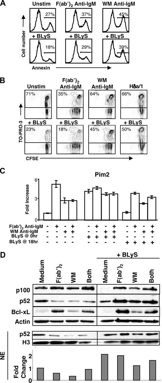 Figure 6. BCR and FcγRIIB coligation reduces cellular responsiveness to BLyS. (A) Annexin V staining of C57BL/6 CD23+ B cells cultured for 24 hours with various stimuli (concentrations of stimuli are indicated in “B-cell subset isolation, culture, and stimulation”). B cells were stained with annexin V and analyzed by flow cytometry. (B) Proliferation and death profiles of CD23+ B cells cultured with and without rBLyS for 72 hours. B cells were loaded with CFSE and cultured with indicated stimuli. One minute before FACS analysis, TO-PRO-3 was added as a vital dye. Plots are representative of at least 3 independent experiments. (C) Pim 2 message levels after 36-hour culture with the indicated stimuli, with and without the addition of rBLyS at time 0 hour (hr) or time 18 hours (concentrations of stimuli are indicated in “B-cell subset isolation, culture, and stimulation”). (D) Top blot shows p100 processing and Bcl-xL levels, as assessed by Western blot after 24 hours of culture with the indicated anti-IgM stimuli and the addition of recombinant human BLyS at 0 hours. NE indicates nuclear extract. Bottom blot and densitometry show nuclear p52 levels after the same culture period, normalized to histone H3. Data are representative of at least 3 independent experiments.