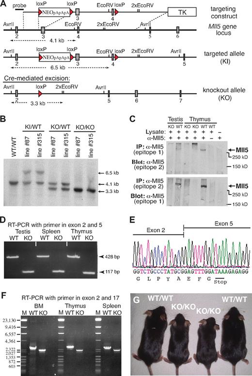 Figure 1. Generation of Mll5-deficient mice. (A) Targeting strategy. Filled rectangles represent exons; red triangles, loxP sites. TK indicates thymidine kinase gene; NEO, neomycin resistance gene followed by 3 polyadenylation sites (pApApA); KI, knockin; KO, knockout. (B) Southern blot of AvrII/EcoRV-digested genomic DNA isolated from mice (tail biopsies) of the indicated lines and genotypes. The blot was hybridized with the external probe depicted in panel A. (C) Western blot of immunoprecipitated protein extracts from testis and thymus of WT and homozygous Mll5 knockout (KO) mice. Epitope 1 is encoded by exon 2 and epitope 2 by exon 6 of the Mll5 gene. (D) RT-PCR amplification of total RNA from testis, spleen, and thymus of an Mll5−/− mouse (KO) and a WT control. The PCR product of 117 bp demonstrates the absence of exons 3 and 4, encoding the PHD domain, and efficient splicing from exon 2 to exon 5 in knockout mice. (E) Sequence analysis of the splice junction in the 117-bp RT-PCR band shown in panel B. The nucleotide sequence confirms splicing between exon 2 and 5 in Mll5−/− mice and the resultant shift in the reading frame, which leads to the appearance of an in-frame stop codon (TAA). (F) RT-PCR amplification of total RNA from BM, thymus, and spleen of an Mll5−/− mouse (KO) and a WT control with primers located in exon 1 and exon 17. There is no evidence for splice products from exon 2 to any of the 12 exons after exon 5, essentially excluding the possibility of a mutated transcript with restored reading frame. For better resolution, all RT-PCR products were also analyzed by agarose gel electrophoresis after digestion with NcoI (data not shown), again with no evidence for additional splice products. The faint band immediately below the major RT-PCR product, present in WT and knockout tissues, corresponds to an in-frame splice variant lacking exon 16 (data not shown). The schematic structure of the expected mRNA in WT and Mll5−/− mice (KO) along with the location of exons, PCR primers, and sizes of PCR products is shown in Figure S2. (G) Postnatal growth defects in Mll5-deficient mice: 2 pairs of 6-week-old Mll5+/+ (WT/WT) and Mll5−/− (KO/KO) male littermates. See also Figure S3.