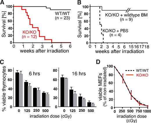 Figure 4. Mll5−/− mice die of sublethal WBI because of BM failure. (A) Survival curves of Mll5−/− mice (KO/KO) and WT littermate controls (WT/WT) exposed to 750 cGy of WBI (P < .001; log rank test). (B) Survival curves of Mll5−/− mice reconstituted with Lin-negative WT C57BL/6 BM cells or PBS immediately after WBI with 750 cGy (P < .001; log rank test). (C) Similar radiation sensitivity of Mll5−/− () and WT (■) thymocytes. The number of viable cells was determined 6 and 16 hours after irradiation by FACS using propidium iodide and annexin V staining. (D) There was no difference in radiation sensitivity between MEFs isolated from day 14.5 Mll5−/− (red solid line) and WT (black dashed line) embryos. The number of viable cells was determined 6 days after irradiation by trypan blue exclusion. Data in panels C and D summarize 3 independent experiments with cells from 3 different mice/embryos of each genotype.