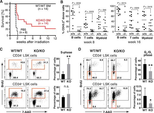 Figure 6. Phenotypic defects in the HSC compartment of Mll5−/− mice are associated with reduced reconstitution potential and increased cycling of CD34− LSK cells. (A) Inefficient rescue of lethally irradiated mice with Mll5−/− BM grafts. C57BL/6 females were lethally irradiated and grafted with FACS-sorted Lin-negative BM cells from either Mll5−/− mice (KO/KO) or WT littermates (WT/WT). Results are a composite of 2 independent experiments (P < .001; log rank test). (B) Competitive reconstitution. Lin-negative donor (CD45.2) BM cells were mixed with an equal number of Lin-negative CD45.1 competitor cells and injected into lethally irradiated CD45.1 mice. Peripheral blood was analyzed 8 (left) and 16 weeks (right) after reconstitution by FACS for donor-derived B lymphoid (CD19), T lymphoid (CD3), and myeloid (Gr1+/Mac1+) cells. Individual recipients reconstituted with Mll5−/− donor cells (○) or donor cells from WT littermates (●) are shown (data from 2 independent experiments combined). (C,D) Cell cycle analysis of LSK cells by in vivo BrdU labeling. (C) Increased cycling of CD34-negative LSK cells in the absence of Mll5 as assessed by 7-amino-actinomycin D/BrdU staining and FACS analysis 2 hours after intraperitoneal injection of BrdU into Mll5-deficient (KO/KO) mice and WT (WT/WT) littermate controls. (Left panels) Representative dot plots from 1 of 4 independent experiments. (Right bar graphs) Average percentage of BrdU-labeled cells in the CD34-negative (top) and CD34-positive (bottom) LSK compartment (**P < .05; n.s. indicates not significant; n = 4). (D) Reduced frequency of noncycling LSK cells in the absence of Mll5. BrdU was given orally to Mll5−/− (KO/KO) mice and WT littermate controls (WT/WT) for 7 days. BrdU incorporation in CD34− (top) and CD34+ LSK cells was evaluated by FACS analysis. (Left panels) Representative dot plots from 1 of 4 independent experiments. (Right bar graphs) Average percentage of noncycling (BrdU-negative) cells in the CD34-negative (top) and CD34-positive (bottom) LSK compartment (**P < .05, *P = .12; n = 4).