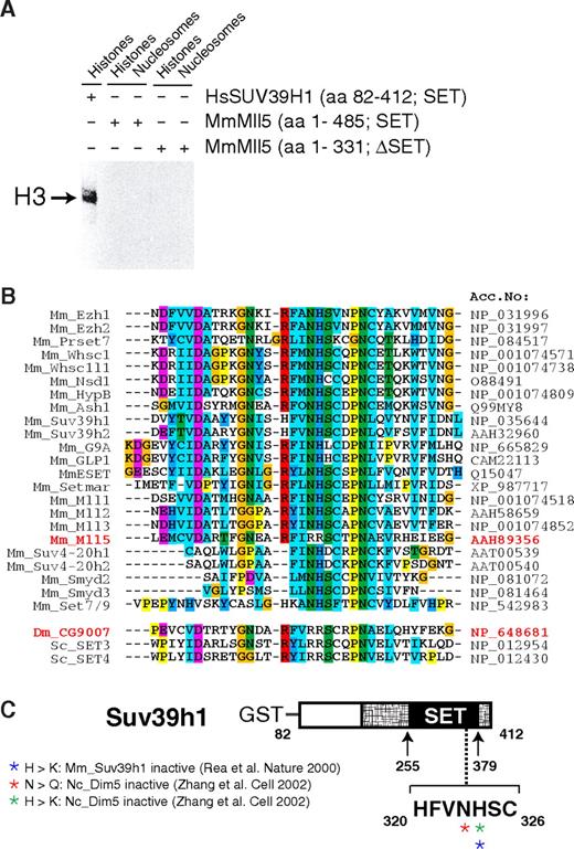 Figure 7. Mll5 is a SET domain protein that appears to lack histone methyltransferase activity. (A) Recombinant Mll5 does not reveal in vitro histone methyltransferase activity toward core histones, isolated from calf thymus, or to nucleosomes isolated from Saccharomyces cerevisiae. Recombinant Mll5 lacking its SET domain and HsSUV39H1 were used as negative and positive controls, respectively. (B) Alignment of the catalytic region within the SET domain of various mouse proteins and Drosophila and S cerevisiae MmMll5 homologs CG9007, SET3, and SET4, respectively. The 2 adjacent amino acids asparagine (N) and histidine (H), which are part of one of the most conserved sequence motifs in the SET domain (R-F/Y-I-N-H-X-C-X-P-N) and are invariant in all SET domains with established lysine methyltransferase activity, are altered to arginines in Mll5. The same substitutions are found in Drosophila CG9007 and S cerevisiae SET3 and SET4. Interestingly, whereas no information on the enzymatic activities of CG9007 and SET4 is available, specific efforts to detect histone methyltransferase activity for SET3 proved unsuccessful.48 Sequence alignment was performed using the Clustal-X program. Colors highlight conservation of different residues among the SET domain proteins. (C) Schematic diagram highlighting amino acids required for catalytic activity, as determined by mutational analyses of the MmSuv39h1 and NcDim5 HMTs. Mutation of the conserved asparagine (N) or histidine (H) amino acids into related (also basic!) residues glutamine (Q) or lysine (K) was sufficient to destroy histone methyltransferase activity of Dim5 and SUV39H1.49,50 Crystal structure analyses suggest that the conserved N-H residues are critical for binding the methyl-donor S-adenosyl-L-methionine (AdoMet).11 In MmMll5 and the fly and yeast orthologs, these critical residues are replaced by arginines. Taken together, these observations suggest that the SET domain of Mll5 lacks histone methyltransferase activity and might be involved in alternative activities, such as, for example, protein-protein interactions, a proven additional function of the Mll1 SET domain.51