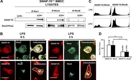 Figure 4. SWAP-70 interacts with active Rac1 and RhoA in DCs. (A) SWAP-70+/+ BMDC lysates were immunoprecipitated with different Rho-GTPases antibodies. Complexes were analyzed by Western blotting with anti–SWAP-70 (top) or anti-RhoGTPase antibody (bottom). (B,C) Colocalization analysis of SWAP-70 (green) and RhoA or RhoB (red). (B) Colocalization images show gray spots representing interaction of the 2 proteins. An area around the cytoplasm (yellow line) was drawn for quantification of gray values. Bar represents 10 μm. (C) Histograms (top panels) show the distribution of gray values for the colocalization image for SWAP-70-RhoA and SWAP-70-RhoB. (D) The average of the mean gray values obtained from all of the histograms (30 for each staining) analyzed. *P < .001.