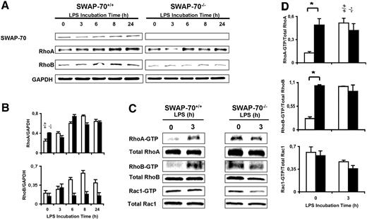 Figure 5. SWAP-70−/− DCs do not induce proper expression of RhoB. (A) Expression of SWAP-70, RhoA, and RhoB. CD11c+ BMDCs were lysed at different time points after LPS treatment and proteins were resolved by SDS-PAGE and analyzed by Western blotting. Membranes were probed with RhoA and RhoB antibodies. Detection of SWAP-70 and GAPDH were used as control. (B) Panels showing the density values of the relative expression of RhoA and RhoB when compared with expression of GAPDH. Representative data of 2 independent experiments are shown. □ indicates wt; ■, SWAP-70−/− as indicated. (C) CD11c+ BMDCs were lysed at the indicated time periods after LPS treatment and the RhoGTPases activities were investigated. The amount of total RhoGTPases was adjusted to be the same. Representative data of 2 independent experiments are shown. (D) Relative activity of RhoGTPases at the indicated time periods after LPS treatment. Active RhoGTPases were compared with total amounts. Representative data of 2 independent experiments are shown. □ indicates wt; ■, SWAP-70−/−. *P < .001.