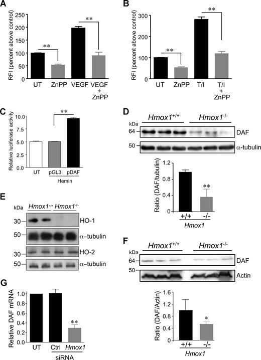 Figure 1. HO-1 regulates human and murine DAF expression on vascular ECs. HUVECs were treated for 48 hours with (A) VEGF (25 ng/mL), (B) TNF-α (10 ng/mL), and IFN-γ (500 U/mL) (T/I), in the presence or absence of ZnPPIX (15 μM) or with vehicle alone (UT). DAF expression was measured by flow cytometry using mAb 1H4 and presented as RFI (mean ± SEM), derived by dividing the mean fluorescent intensity (MFI) with test mAb by the MFI obtained with an isotype-matched irrelevant mAb (n = 3 experiments). (C) HUVECs were transfected with a DAF promoter luciferase reporter construct pGL3-DAF or pGL3-basic before treatment with hemin (0.2 μM) and analysis of luciferase activity. Data are expressed as relative to untreated ECs. (D) Murine cardiac ECs isolated from Hmox1−/− and Hmox1+/+ mice were lysed, transblotted to polyvinylidene difluoride membranes, and immunoblotted with rat anti–mouse DAF mAb MD1. Equal loading was confirmed by reprobing with anti–α-tubulin. (E) Aortic ECs from Hmox1−/− and Hmox1+/+ mice were lysed and immunoblotted for expression of HO-1 and HO-2. (F) Livers from Hmox1−/− and Hmox1+/+ mice were homogenized, and expression of DAF was detected by immunoblotting using rat anti–mouse DAF mAbs MD1 and 3D5. Equal loading was confirmed by reprobing with antiactin. In panels D and F, relative levels of protein expression were quantified using image analysis and expressed as the DAF/control Ab ratio (n = 4 experiments). (G) HUVECs were left untreated (UT) or transfected with control siRNA (Ctrl) or validated HO-1–specific siRNA. DAF mRNA levels were quantified by real-time PCR after 48 hours. *P < .05; **P < .01.