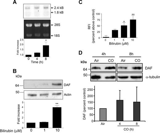 Figure 5. Bilirubin induces DAF expression on vascular ECs. (A) HUVECs were treated for up to 8 hours with bilirubin (10 μM). Total RNA was isolated; Northern blots prepared and probed for DAF mRNA. The fold change in DAF mRNA was calculated after densitometric scanning of each band, normalized with respect to the ethidium bromide–stained 28S bands. (B) HUVECs were treated with bilirubin (0-10 μM) for 24 hours, before lysis and analysis of DAF expression by immunoblotting. The fold change in DAF expression was calculated by densitometry, normalized with respect to α-tubulin (n = 3). (C) HUVECs were treated with bilirubin (up to 10 μM) or vehicle alone for 24 hours before analysis of DAF expression by flow cytometry using mAb 1H4. Results are percentage increase in RFI above control ECs treated with plain EC culture medium (mean ± SEM; n = 6 experiments). *P < .05; **P < .01. (D) HUVECs were exposed to 95% air plus 5% CO2 or 94% air, 5% CO2 plus 1% CO (corresponding to 10 000 ppm of CO) for up to 8 hours, before lysis and quantification of DAF expression by immunoblotting with mAb IA10. The membrane was stripped and reprobed with antitubulin. Relative levels of protein expression were quantified using image analysis and expressed as percentage above air-treated control.
