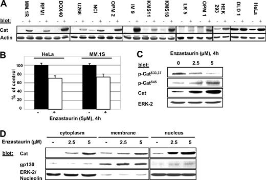 Figure 1. Enzastaurin triggers β-catenin accumulation in MM and other tumor cells by inhibiting its degradation. (A-C) Indicated cell lines were treated with enzastaurin for 4 hours and subjected either to cell lysis (A,C) followed by immunoblotting with indicated antibodies or RNA extraction (B) followed by specific quantitative real-time PCR for β-catenin. (D) MM.1S cells were exposed to the indicated concentrations of enzastaurin for 4 hours followed by cell fractionation. Immunoblots were probed with the indicated antibodies.