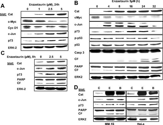 Figure 3. Protein profiling of downstream targets of β-catenin. (A,B) MM.1S cells were exposed to enzastaurin with increasing concentrations (A) or time periods (B), followed by immunoblotting with the indicated antibodies. (C) Primary MM patient cells were exposed to enzastaurin and immunoblotted as indicated. (D) Indicated cells were treated with enzastaurin or BIM I (both 5 μM, 24 hours), followed by immunoblotting with indicated antibodies. C indicates control; E, enzastaurin; B, BIM I.