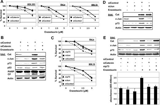 Figure 4. β-Catenin contributes to enzastaurin-induced cell death via induction of c-Jun and p73. (A) After knockdown of β-catenin by siRNA, indicated cell lines were exposed to enzastaurin at increasing concentrations and cell survival was assessed by MTT assay during the last 4 hours of 48-hour cultures (siControl vs siCatenin, P < .001). (B) Knockdown of β-catenin inhibits induction of c-Jun and p73 in MM cells. MM.1S cells were exposed to enzastaurin (5 μΜ, 24 hours) after transient transfection with mock or β-catenin siRNA; immunoblots were probed with indicated antibodies. (C) After knockdown of c-Jun or p73 by siRNA, indicated cell lines were exposed to enzastaurin at increasing concentrations, and cell survival was assessed by MTT assay during the last 4 hours of 48-hour cultures (siControl vs siJun/p73, P < .001). (D) Depletion of c-Jun inhibits induction of p73 but does not change β-catenin accumulation in MM cells. (E) Inhibition of β-catenin accumulation or p73 induction by siRNA rescues MM cells from enzastaurin-induced apoptosis. MM.1S cells were exposed to enzastaurin (5 μΜ, 24 hours) after depletion of β-catenin or p73 by siRNA. Cell lysates were subjected to immunoblotting with indicated antibodies (top), and induction of apoptosis was assessed by DNA fragmentation (bottom).