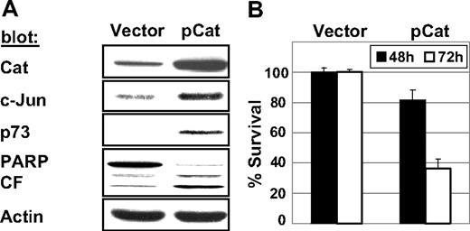 Figure 5. Ectopic overexpression of β-catenin induces cell death via induction of c-Jun and p73. MM.1S cells were transiently transfected with plasmids expressing β-catenin (pCat) or empty vector only. (A) Cell lysates (48 hours after transfection) were immunoblotted with the indicated antibodies. (B) Cell survival was measured by MTT assay at indicated times.