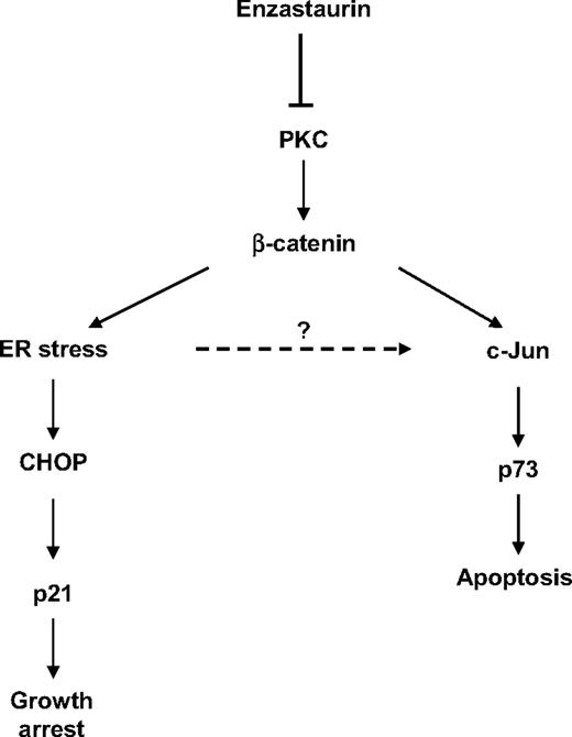 Figure 6. Enzastaurin-induced accumulation of β-catenin triggers UPR-mediated growth arrest and c-Jun-mediated apoptosis. Enzastaurin inhibits phosphorylation of β-catenin, thereby inducing accumulation of β-catenin leading to ER stress response-mediated growth arrest, as well as triggering apoptosis via c-Jun-stabilized p73.