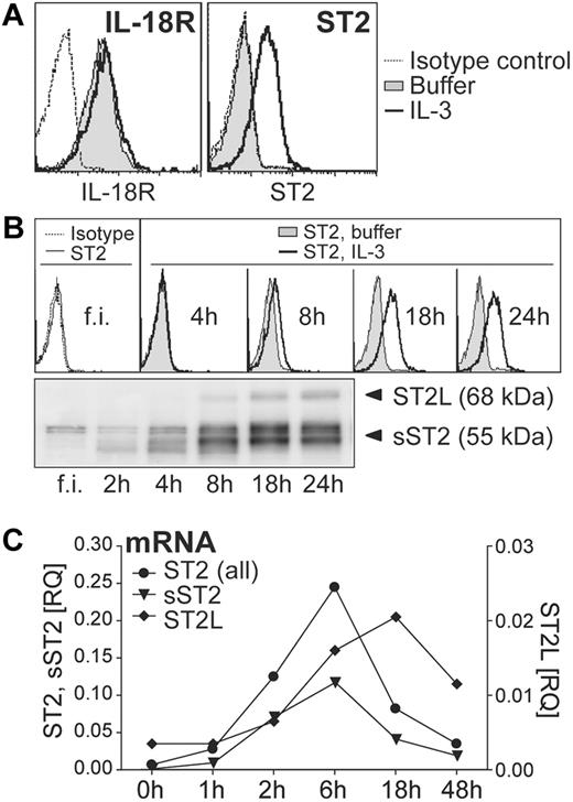 Figure 1. IL-3 up-regulates ST2 in basophils, while IL-18 receptors are constitutively expressed. (A) Constitutive and inducible expression of IL-18R and ST2. Basophils were cultured overnight in the absence (nil) or presence of IL-3 (10 ng/mL) and analyzed by flow cytometry for cell surface IL-18R and ST2 expression. The histograms show an overlay of unstimulated (nil) and IL-3–stimulated basophils including isotype control. (B) Time course of IL-3–induced ST2 expression. Freshly isolated (f.i.) basophils were analyzed immediately or cultured for the time indicated without (nil) or with IL-3. Cell surface ST2 expression was analyzed by flow cytometry (top panel) and total protein expression of IL-3–treated cells by Western blotting (bottom panel). (C) Kinetics of induction of mRNA of ST2-isoforms. Basophils were cultured with IL-3 for the time indicated and mRNA was quantified by real-time RT-PCR using specific primers for ST2-isoforms: transmembrane/long, ST2L; soluble, sST2; all isoforms ST2, ST2 (all). The expression of ST2 in comparison to the reference gene β2M is given as RQ (relative quantity). Mean values of duplicates are shown. Representative experiments are shown in all panels.