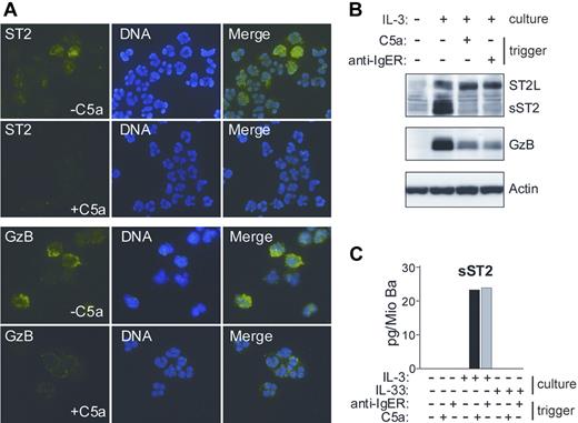 Figure 2. IL-3–induced sST2 is sorted to basophils granules and released by triggers of exocytosis. (A) Immunofluorescence analysis of ST2 expression and release in human basophils. Cytospin preparations of basophils cultured for 20 hours in the presence of IL-3, with or without triggering degranulation by 10 nM C5a for 30 minutes, were stained with anti-ST2 mAb (green, top left panel) and anti-GzB mAb (green, bottom left panel). DNA was stained with Hoechst (blue, middle panels). Images were acquired using constant settings on a Nikon Eclipse E600 fluorescence microscope (Nikon, Tokyo, Japan) equipped with a 60×/1.4 NA oil-immersion objective lens using FITC and DAPI filter sets. A Nikon DXM 1200 digital camera was used to capture images. Merged images (right panels) were created in Adobe Photoshop 8.0.1 (Adobe Systems, San Jose, CA) without any alteration of the original digital images. (B,C) Degranulation of basophils triggers the release of sST2. (B) Protein extracts derived from basophils cultured overnight with or without IL-3 followed by stimulation with C5a or anti-FcϵRIα mAb (100 ng/mL; anti-IgER) for 30 minutes as indicated were analyzed for the presence of ST2 and Granzyme B (GzB) by Western blotting. (C) Purified basophils were cultured in medium, IL-3 or IL-33 (50 ng/mL) for 20 hours and subsequently stimulated with C5a or anti-FcϵRIα mAb as indicated. sST2 was measured in cell supernatants by specific ELISA. Mean values of triplicates are shown. The representative data shown in panels A, B, and C were from separate experiments with cells from different donors.