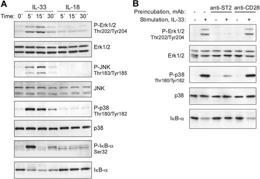 Figure 3. IL-33, but not IL-18, activates MAP-kinase and NF-kB signaling pathways in blood basophils. (A) IL-33 rapidly activates signaling pathways of the TLR/IL-1R family in freshly isolated blood basophils. Cells were stimulated with IL-33 or IL-18 (50 ng/mL each) for the indicated time periods. Western blot analysis of cell extracts shows the rapid activation of the MAP-kinases, Erk, JNK, and p38, and the phosphorylation and degradation of IκB-α in response to IL-33, but not to IL-18. The lack of responsiveness of human basophils to IL-18 was confirmed with different preparations of IL-18 from 2 different suppliers. (B) Anti-ST2 antibodies block IL-33–induced basophil activation. Basophils were left untreated, or pre-incubated with anti-ST2 antibodies (a mixture of 3 mAbs, clones 2A5, FB9, and HB12; 3 μg/mL each) or anti-CD28 (control mAb; at 10 μg/mL) for 15 minutes at 37°C. Cells were stimulated with 2 ng/mL IL-33 for 15 minutes as indicated. Erk and p38 activation and the degradation of IκB-α were assessed by Western blotting.