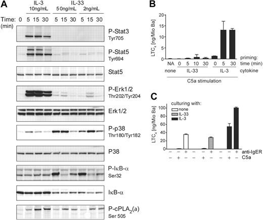 Figure 5. IL-3 and IL-33 activate distinct signal transduction pathways leading to differential regulation of LTC4 synthesis. (A) IL-3 and IL-33 activate distinct signaling pathways in basophils. Cells were stimulated with IL-3 or IL-33 at concentrations and for the time periods indicated. Activation of MAP-kinases, Erk, and p38, and transcriptional regulators, Stat3/Stat5 and IκB-α, and phosphorylation of cPLA2 (P-cPLA2) were analyzed by Western blotting. A representative experiment is shown. Analysis by densitometry of Western blots of 5 independent experiments showed that ERK activation by IL-3 was at least 9 times higher as compared with that induced by IL-33, while p38 activation in response to IL-33 was at least 4 times higher than that promoted by IL-3. The ratio of cPLA2 phosphorylation of cells treated with IL-3 versus cells treated with IL-33 ranged between 1.5 and 2.1. (B) IL-33 does not efficiently prime basophils for C5a-induced LTC4 formation. Cells were primed with 10 ng/mL IL-3 or 50 ng/mL IL-33 for the time periods indicted (priming time) followed by stimulation with 10 nM C5a for 30 minutes. NA / none: nonprimed cells stimulated with C5a alone. (C) Culture with IL-33 does not potentiate IgE-dependent or -independent mediator release. Cells were cultured for 24 hours with IL-3 or IL-33 as indicated, followed by stimulation for 30 minutes with C5a or by IgER-crosslinking using anti-IgER mAb. LTC4 levels (mean values + SEM of 3 experiments) in the cell supernatants are shown in panels B and C.