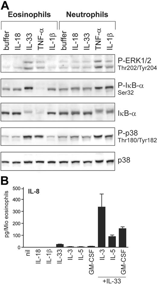 Figure 7. IL-33 activates blood eosinophils. (A) Differential activation of eosinophils and neutrophils by IL-1 family members. Neutrophil and eosinophil granulocytes isolated from the same donors were stimulated with IL-1β, IL-18, IL-33 (all at 50 ng/mL), or TNF-α (100 ng/mL) for 10 minutes. Activation of ERK and p38 and the phosphorylation and degradation of IκB-α was analyzed by Western blotting. (B) IL-33 promotes IL-8 secretion in human eosinophils. Cells were incubated with the cytokines (all at 50 ng/mL) alone or in combination as indicated. After 24 hours, IL-8 was measured in the cell supernatants. Western blots of a representative experiment (of 4) are shown in A, and the mean plus or minus SEM of 4 independent experiments with cells from different donors is shown in panel B. The direct induction of IL-8 by IL-33 alone (control vs IL-33) as well as the synergistic induction by IL-33 in combination with cytokines of the GM-CSF family (IL-33 alone or 1 of the GM-CSF family members alone vs IL-33 combined with IL-3 or IL-5 or GM-CSF) were all statistically significant (P < .01 or P < .001) as assessed by the Student t test.