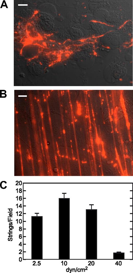 Figure 1. Acutely secreted VWF forms extended strings under fluid shear stress. (A) Confluent HUVECs were stimulated with 100 μM histamine for 30 minutes, washed with DPBS, and fixed with 2% paraformaldehyde without permeabilization. Cell-surface VWF was stained with a polyclonal antibody (A082; Dako North America) and an Alexa Fluor 594–conjugated secondary antibody. Bar represents 10 μm. (B) HUVECs in a parallel plate flow chamber were perfused with medium 199 supplemented with 2% BSA, 100 μM histamine, and fluorescent VWF polyclonal antibody, at a shear stress of 10 dyne/cm2. Images were captured 5 minutes after the initiation of flow. Bar represents 10 μm. (C) Perfusion assays were conducted at different values of fluid shear stress. The bars indicate the numbers (mean ± SEM) of VWF strings more than 20 μm long formed 5 minutes after the initiation of flow from 10 fields per experiment. Each experiment was performed at least 3 times.