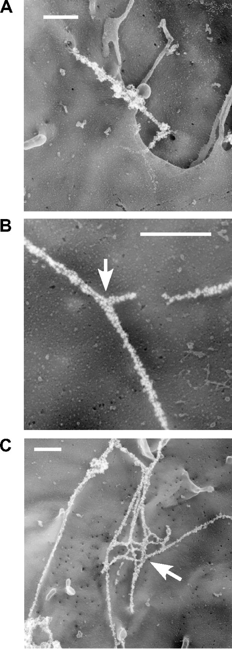 Figure 2. Immunoelectron microscopy of VWF strings. HUVECs were incubated with medium containing 100 μM histamine for 10 minutes with gentle rocking, washed with DPBS, and fixed with 3% paraformaldehyde. Cell-surface VWF multimers were labeled with 12-nm gold-conjugated antibody and visualized by quick-freeze deep-etch electron microscopy. Multiple VWF strands (A) form twisted bundles that sometimes bifurcate (B) and connect with one another to form networks (C). Arrows indicate branching points. Bars represent 500 nm.