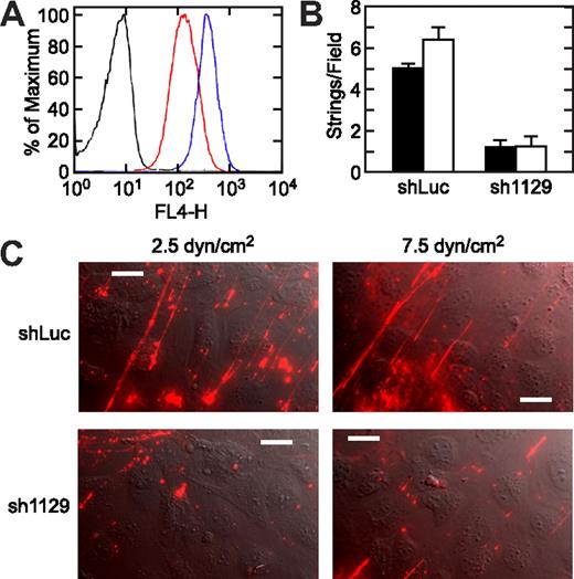 Figure 8. VWF string formation depends on integrin αv expression. HUVECs were infected with control shRNA lentivirus (shLuc) or integrin αv shRNA lentivirus (sh1129) and cultured for 2 weeks under selection with puromycin. (A) Fluorescence-activated cell sorter analysis was performed with control antibody on cells treated with shLuc (black trace) or with anti-integrin αvβ3 antibody LM609 on cells treated with shLuc (blue trace) or sh1129 (red trace). The level of integrin αvβ3 was reduced 70% in sh1129 cells. (B) Lentivirus-infected HUVECs were stimulated with histamine and exposed to fluid shear stress of 2.5 dyne/cm2 (■) or 7.5 dyne/cm2 (□). VWF strings were stained in situ with fluorescent anti-VWF antibody and counted. Values represent the mean plus or minus SEM from 10 fields per experiment. (C) Representative images are shown. Flow direction is from bottom left to top right. Bars represent 20 μm.