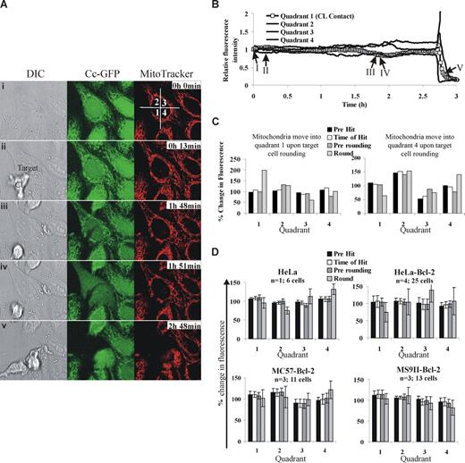 Figure 1. Analysis of putative mitochondrial polarization in target cells during cytotoxic lymphocyte induced death. (A) HeLa cells expressing cytochrome c–green fluorescent protein (GFP) and stained with MitoTracker Red (150 nM) were mixed with KHYG1, human NK cells and images were taken every 2 minutes using a 63×/1.30 NA glycerol objective lens on a Leica SP5 confocal microscope (Leica Microsystems, Mannheim, Germany). Representative images showing (i) frame 1, (ii) KHYG1 interacting with the target, (iii) precytochrome c release, (iv) prerounding, and (v) rounding are shown. A video of this cell is available online (see the Supplemental Materials link at the top of the online article). Images were acquired by an LAS AF version 1.7.0 and processed by a MetaMorph version 7.5.5.0 (MDS Analytical Technologies, Torrance, CA). (B) To represent mitochondrial localization in the cell over time the cell was segmented into 4 quadrants (shown in panel A) where quadrant 1 was designated as the quadrant where the effector first made contact. The fluorescence of MitoTracker Red in the target cell was calculated for each frame. To account for photobleaching and random cell movement, the percentage fluorescence in each of the 4 quadrants was calculated as follows: (fluorescence intensity of the quadrant/fluorescence intensity of the entire cell) × 100. The relative fluorescence intensity was then calculated by dividing the percentage fluorescence in each quadrant by the percentage fluorescence for that quadrant in the first frame. (C) To simplify this analysis for multiple cells, we calculated the percentage fluorescence in each quadrant before any cytotoxic lymphocytes cells were added (T = 0) to establish a reference point, the time directly before CL engagement (Pre Hit), the time directly after lymphocyte engagement (Time of Hit), the time directly before the target cell rounded up (Pre rounding), and the time directly after rounding (Round). The fluorescence of each quadrant was calculated relative to that at T = 0. Data for KHYG1-induced death of 2 HeLa cells where the mitochondria move into quadrant 1 and quadrant 4, respectively, is presented. (D) To determine whether the data using KHYG1 cells were generally applicable, we followed HeLa and HeLa-Bcl-2 cells killed by NK cells isolated from human patients, and MC57-Bcl-2 or MS9II-Bcl-2 cells killed by NK cells isolated from C57BL/6 mice. The difference from T = 0 plus or minus SEM was plotted for the number of cells for each effector/target combination (n = number of individual experiements). Similar data were obtained when murine cytotoxic T cells were used as effectors (not shown).