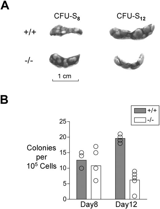 Figure 2. Analysis of hematopoiesis using the spleen colony formation assay. (A) Representative spleens of irradiated mice that received 105 bone marrow cells 8 or 12 days before analysis. (B) Graph showing the average number of colonies per spleen at day 8 or day 12 after transplantation. The difference between genotypes in colony number at day 8 was statistically significant by Student t test (P < .01).