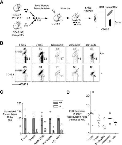 Figure 3. Impaired repopulation of irradiated recipients by Mll5−/− bone marrow cells. (A) Experimental strategy for the competitive repopulation assay. (B) Representative FACS data showing the frequencies of T cells (CD3+), B cells (CD19+), neutrophils (Gr-1hi, CD11b+), monocytes/macrophages (Gr-1+, CD11b+), and LSK cells in recipient mice 3 months after transplantation with mixtures of CD45.2+ test cells (wild-type or Mll5−/−) and CD45.1+CD45.2+ competitor cells. (C) The graph shows the averages of the ratios of test versus competitor populations of the indicated cell types in repopulated mice 3 months after transplantation. The data for each cell type are normalized to the average ratios obtained with mice that received wild-type test cells and are expressed as percentages. A value of less than 100% indicates impaired competitiveness of the test population. The differences between genotypes were statistically significant by Student t test (P < .05 for all comparisons except LSK cells, P < .01). The data are representative of 3 independent experiments performed with bone marrow cells and 1 experiment performed with fetal liver cells (Figure S5). (D) The graph shows the fold decrease in the Mll5−/− repopulation ratios in the 4 independent experiments (relative to wild-type in each experiment).