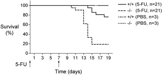 Figure 4. Mll5−/− bone marrow cells show increased susceptibility to myelosuppression. Survival of Mll5−/− and wild-type littermate control mice (21 per group) that received weekly intraperitoneal doses of 5-fluorouracil (5-FU; 200 mg/kg). Mll5−/− mice showed significantly increased sensitivity to 5-FU (log-rank nonparametric test; P < .0001).